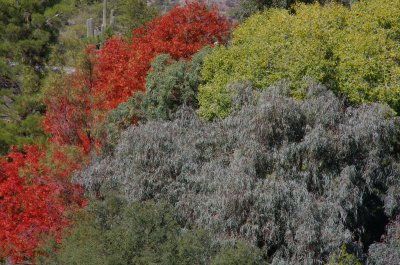 Trees with different colored leaves