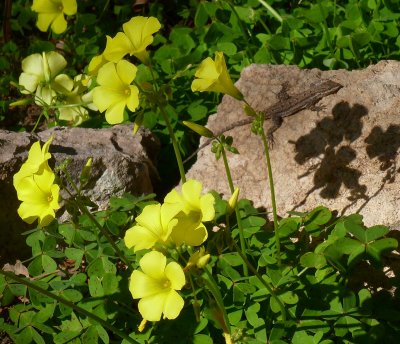 Flowers and a warm sunny rock