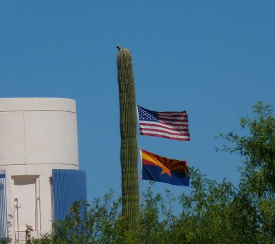 Saguaro Flagpole