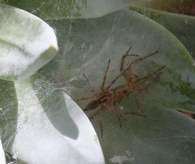 Spider on Dudleya