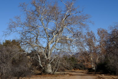 Arizona Sycamore trees