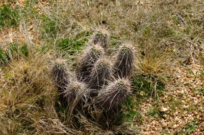 Echinocereus species