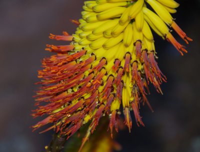 Aloe marlothii hybrid