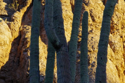 Saguaro Cactus against Magma Ridge in the early morning