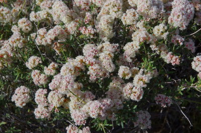 Flat-top Buchwheat - Eriogonum fasciculatum