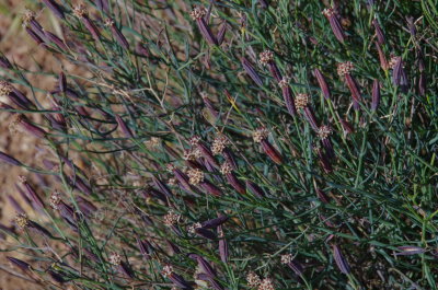  Porophyllum gracile - Deerweed