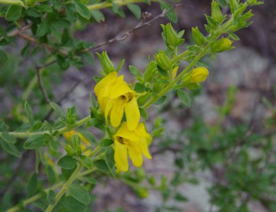 Keckiella antirrhinoides - Yellow Bush Penstemon