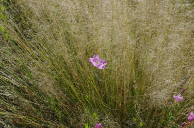 Mexican Evening Primrose and Grass