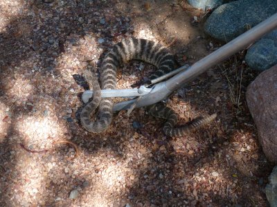Relocating a Tiger Rattlesnake