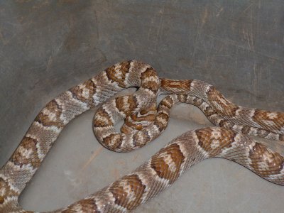 Western Lyre snake