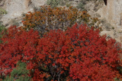 Orange and Red-Orange