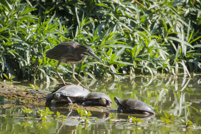 GREEN HERON at HUESTON WOODS SP