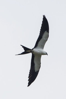 SWALLOW-TAILED KITE