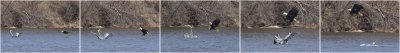 BALD EAGLE & GREAT BLUE HERON at HUESTON WOODS STATE PARK