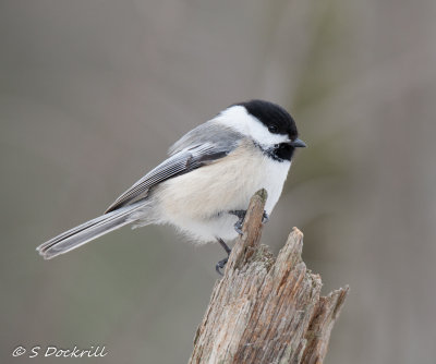 chickadees_nuthatches_creepers