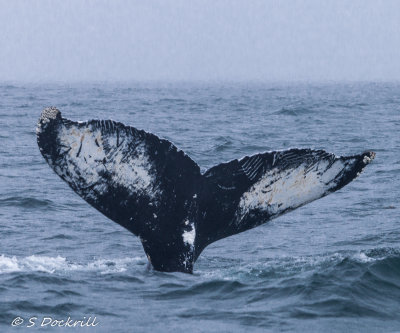 20140814-_MG_2727-Edit.jpg