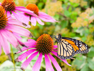 20140906-_MG_3304.jpg