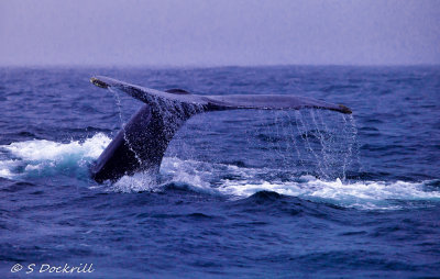 20140814-_MG_2776-Edit.jpg