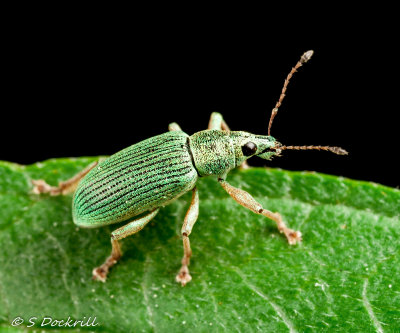 pale green weevil