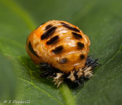 lady bud in pupa stage