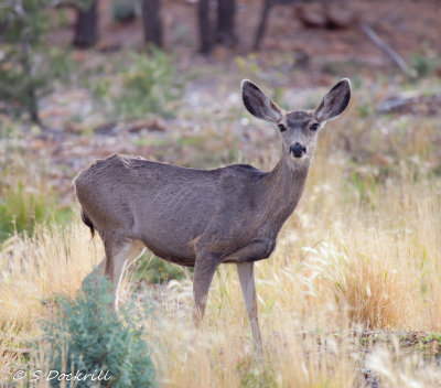 _MG_6573.jpg