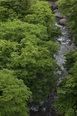 Fresh green stream