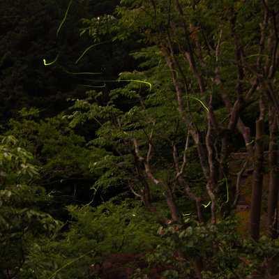 Green light trail_Genji fireflys