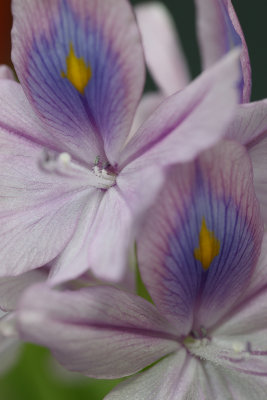 First bloom!_Water Hyacinth