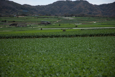 Country green farm