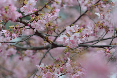Earliest blooming Sakura(Kawazu cherry)
