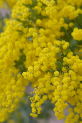 a yellow furry bulb