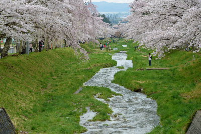Fully cherry blooming at Inawashiro-lake in Fukushima