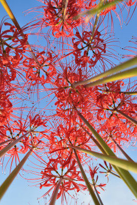 Refreshing Autumn blue sky_Spider Lily