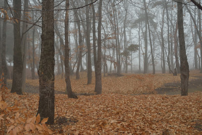 Forest in winter fog