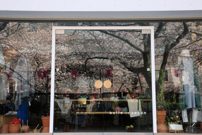 Sakura in a window