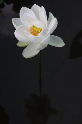 Lotus