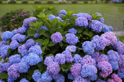 Flowers of June_Hydrangea