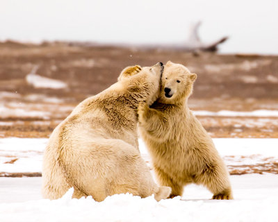 _F9A1150 Cub Hugging Mom.jpg