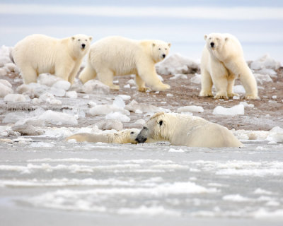 A_Dozen_Bears_Around_Us_F9A1718.jpg