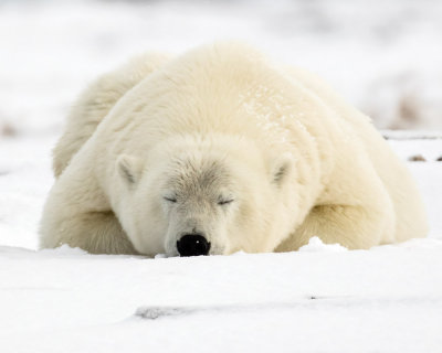 _F9A3055 - White Sleeping Bear.jpg