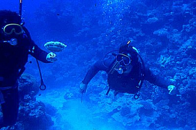 N.Oz divers.jpg