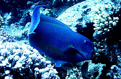Parrot Fish.jpg