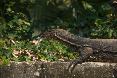 Ce varan nous tirait la langue-0345.jpg