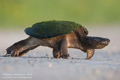 Snapping Turtle