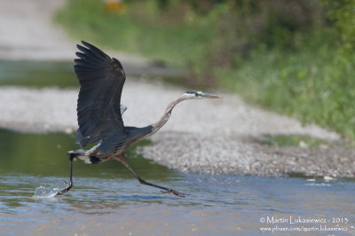 Blue Heron