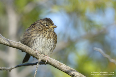 Lincoln's Sparrow