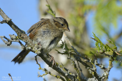 Lincoln's Sparrow