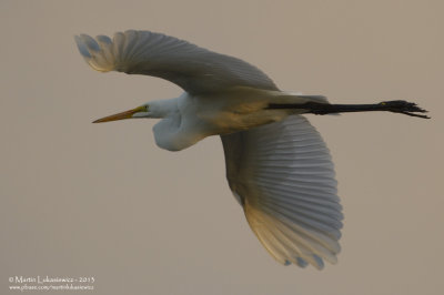 Great Egret In Flight