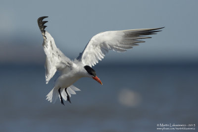 Caspian Tern in Flight