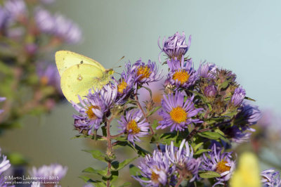 Clouded Sulphur